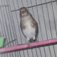 جوجه سهره قناری نر