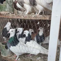 طوقی نروماده خوشرنگ و کشیده