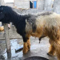 بره قوچی ترکی بختیاری|حیوانات مزرعه|شیراز, ملاصدرا|دیوار