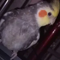 عروس هلندی گمشده