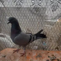 کفتراصفهانی