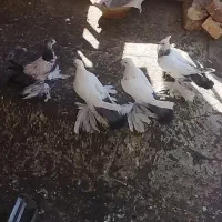 کبوتر گوی قویروخ