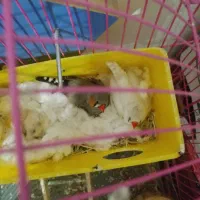 ی جفت فنج مولد