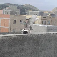 ی جفت کفتر