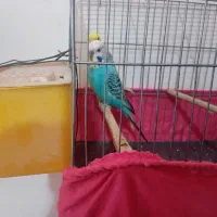 مرغ عشق دو رگ انگلیسی|پرنده|زرندیه, |دیوار