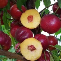 نهال شلیل وهلو|گل و گیاه طبیعی|مشگین شهر, |دیوار