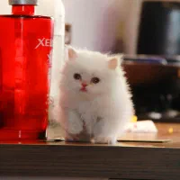 گربه بریتیش هیمالین