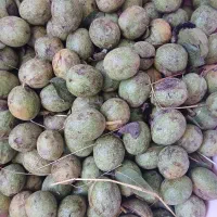 گردو