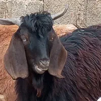 یک عدد بزغاله نر|حیوانات مزرعه|ماهیدشت, |دیوار