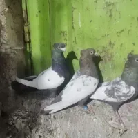 کفتر