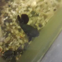 دوعدد ماهی اسکار|ماهی|همدان, |دیوار