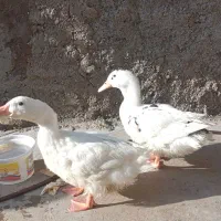 دوعدد اردک نر و ماده