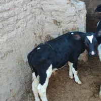 گوساله نر وماده