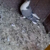 کبوتر ماده دمگیر بومی سفت وظالم عروسک|پرنده|فلاورجان, |دیوار