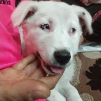 سگ نژادهاسگی