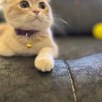 بچه گربه ۴ ماهه اسکاتییش زیبا|گربه|قم, مهدیه|دیوار