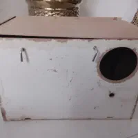 لانه عروس هلندی