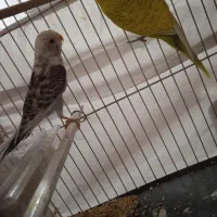 جفت مرغ عشق فروشی