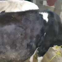 حیواناتمزرعهگاو|حیوانات مزرعه|گوراب زرمیخ, |دیوار