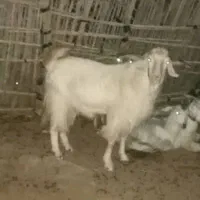 گوسفند چاق سرحال