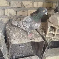 کبوتر|پرنده|حمیدیا, |دیوار