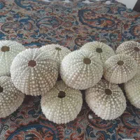 فروش انواع صدف ،اسفنج ،مرجان ، توتیای دریایی