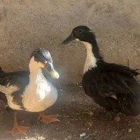 اردو نر و ماده|حیوانات مزرعه|دره شهر, |دیوار