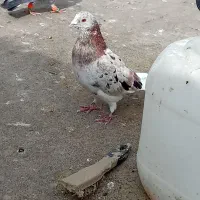 کفتر کج کله