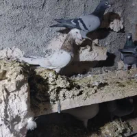 هفت‌رنگ|پرنده|قزوین, |دیوار