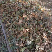 برگ درخت توت تمیزخشکه|لوازم جانبی حیوانات|نیشابور, ریوند|دیوار