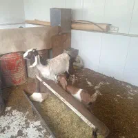 فروش بز وبزغاله،|حیوانات مزرعه|فرخشهر, |دیوار