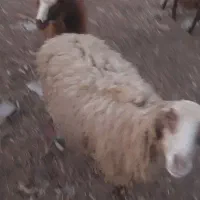 میش سالم با بچه ۴ماهه