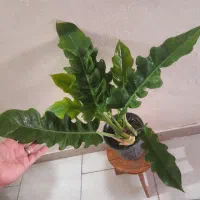 پک ۵ عددی گل و گیاه اپارتمانی