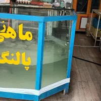 اکواریوم ماهی قزل آلا