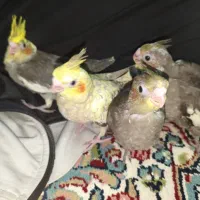 جوجه عروس هلندی