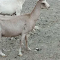 دوعددبزسانن خیلی شیرا آبستن سه ماهه|حیوانات مزرعه|مشهد, آبکوه|دیوار