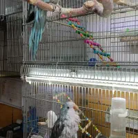 پرنده های زینتی پویا در مهاباد