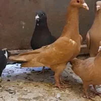 زرد گلی وزردمسفید گلی دمسفید گوهک