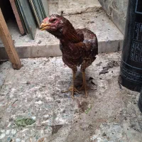 فروش مرغ لاری|حیوانات مزرعه|کرج, برغان|دیوار