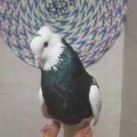 ماده طوقی معاوضه با پلاکی