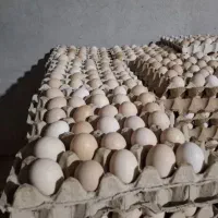 تخم مرغ گلپایگانی ،آرین