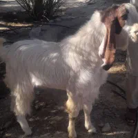 پاچن فروشی|حیوانات مزرعه|سراوان, |دیوار