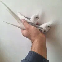 عروس|پرنده|سبزوار, سیادتی|دیوار