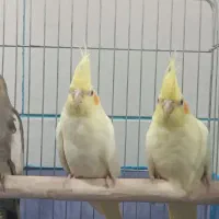 جوجه عروس هلندی