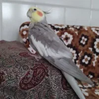 عروس هلندی نر مست مولد نژاد خاص مادش فرار کرده