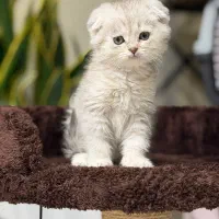 مینی اسکاتیش|گربه|تهران, پاسداران|دیوار