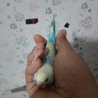 مرغ عشق رینبو و رینبو انگلیسی|پرنده|رشت, پیرکلاچای|دیوار