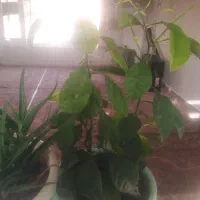 گل و گیاه|گل و گیاه طبیعی|جوانرود, |دیوار