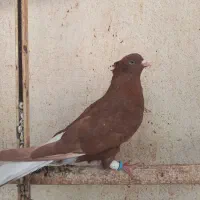 سرخ دم سفید نر جوان و مست|پرنده|اهواز, شهرک دانشگاه|دیوار
