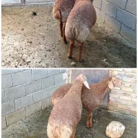 کاور مغان نر